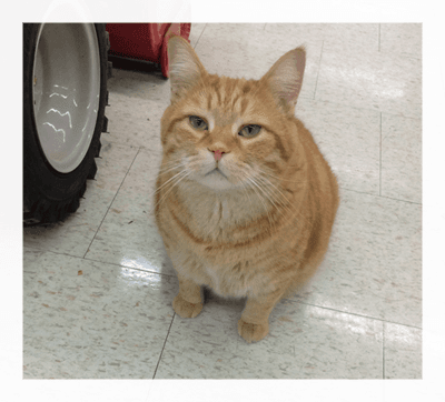 Orange tabby store cat at Aurora Home Hardware Building Centre