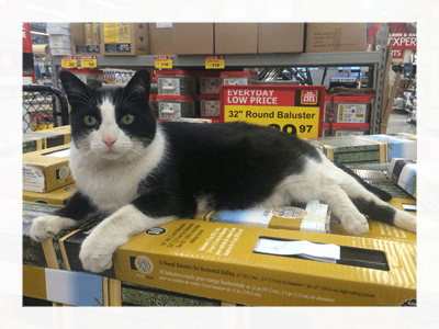 Store cat resting on shelving boxes inside Aurora Home Hardware Building Centre